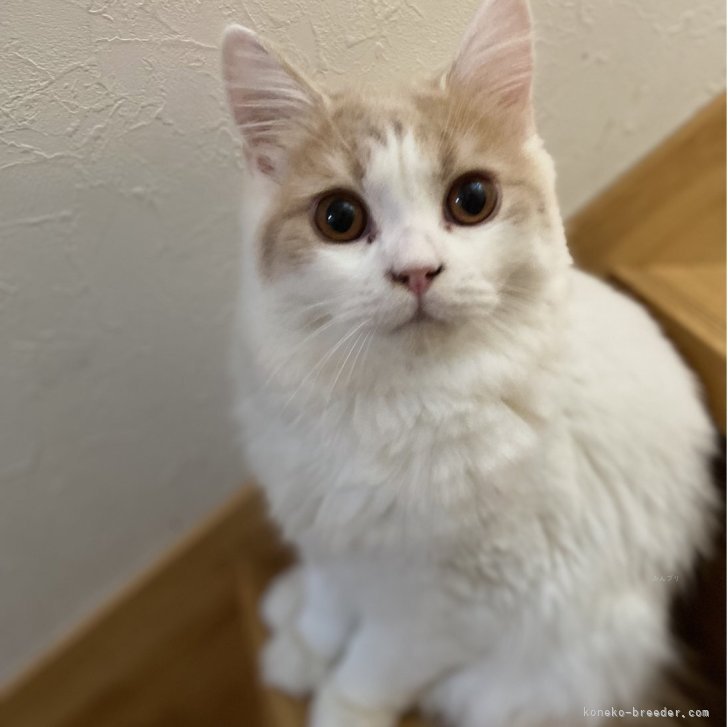 ブリーダー画像