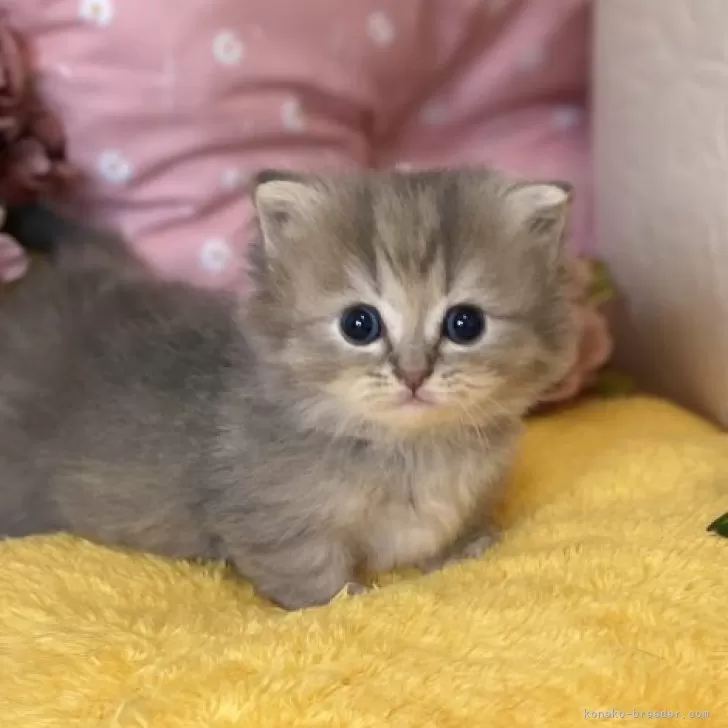 ID：2505-00674の子猫