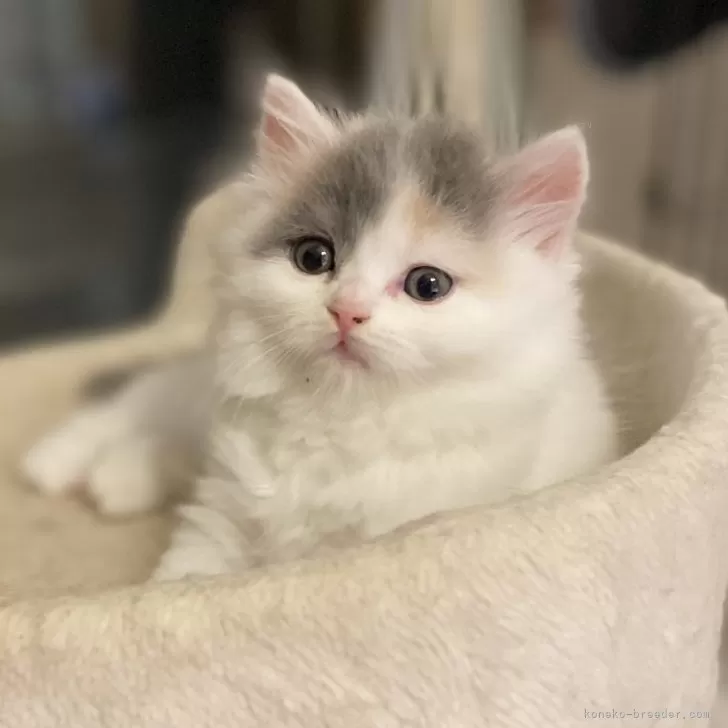 ID:2508-02260の子猫