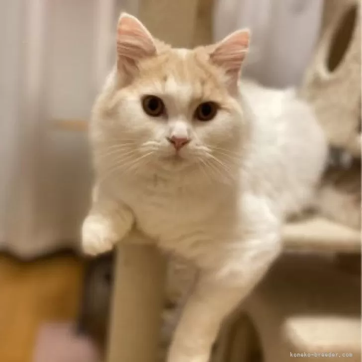 ID:2407-03339の子猫