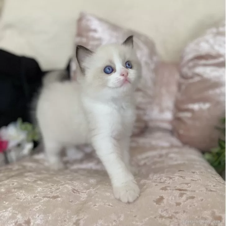 ID：2507-00127の子猫