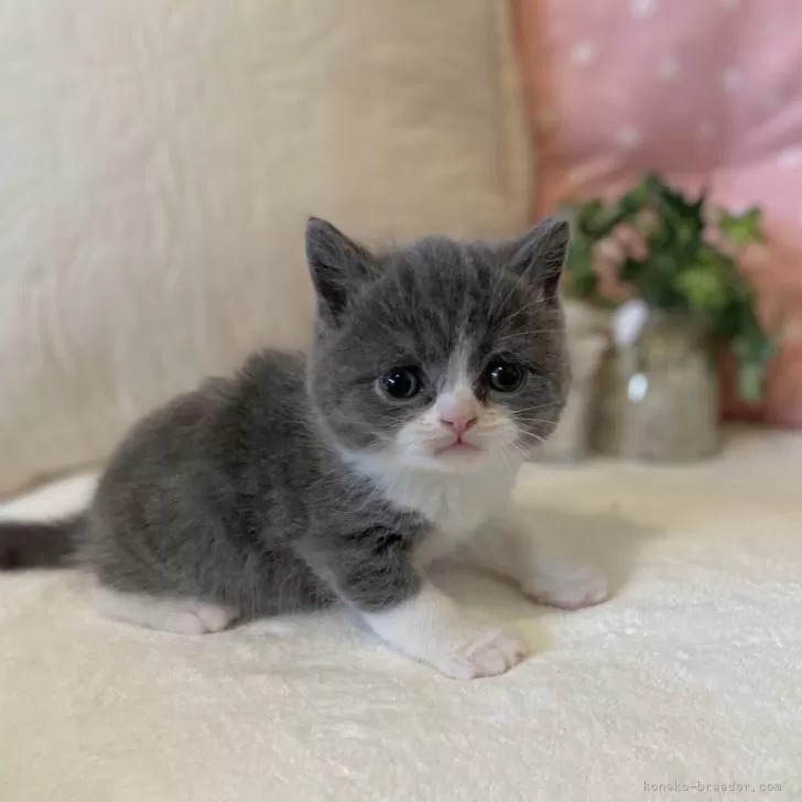 ID:2501-00466の子猫