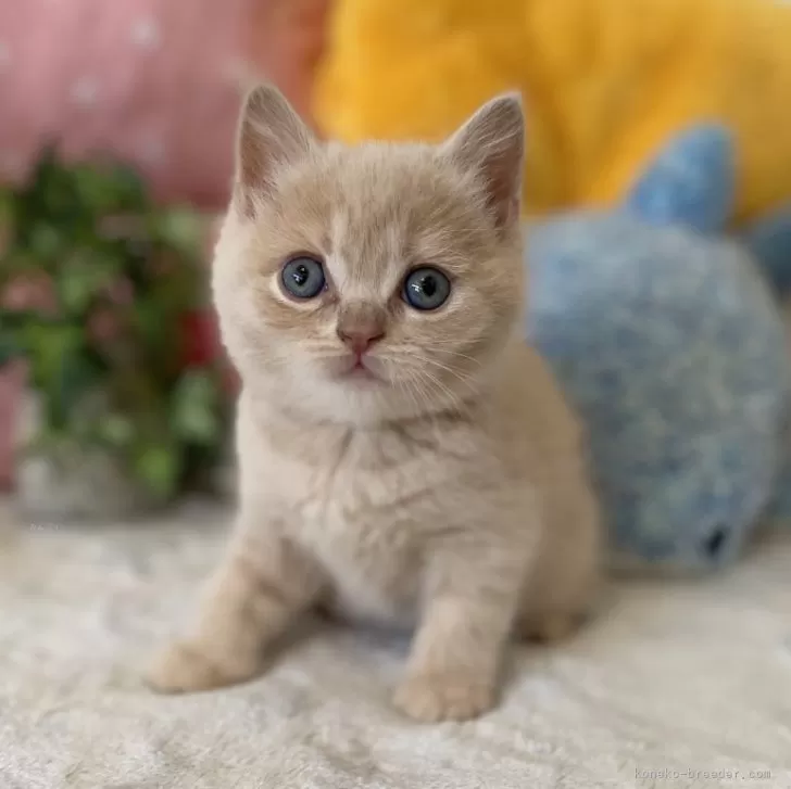 ID:2501-00867の子猫