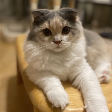 スコティッシュフォールド(折れ耳)【愛知県・女の子・2025年3月31日・ダイリュートキャリコ（ロング）】の写真「ブルーの帽子がお似合い😊
可愛い女の子💕」