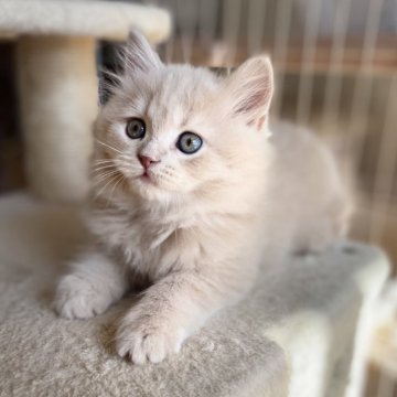 スコティッシュフォールド(立ち耳)【愛知県・男の子・2025年9月12日・クリームタビー（ロング）】の写真「まん丸お顔の可愛い男の子🍀」