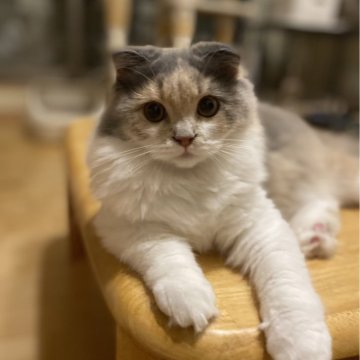 スコティッシュフォールド(折れ耳)【愛知県・女の子・2025年3月31日・ダイリュートキャリコ（ロング）】の写真「ブルーの帽子がお似合い😊
可愛い女の子💕」