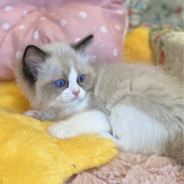 ラグドール【愛知県・男の子・2025年4月14日・シールポイントバイカラー（ロング）】の写真「とっても可愛い男の子🍀」
