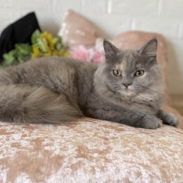 スコティッシュフォールド(立ち耳)【愛知県・女の子・2025年3月31日・ブルークリーム（ロング）】の写真「お顔立ちがハッキリしている綺麗系女子❤️」