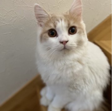 ブリティッシュロングヘア【愛知県・男の子・2025年2月1日・クリーム&ホワイト（ロング）】の写真「甘いお顔立ちの美形男子🍀」