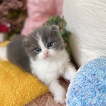 スコティッシュフォールド(折れ耳)【愛知県・男の子・2025年3月31日・ブルーホワイト（ロング）】の写真「まん丸ボディがとっても可愛いです🍀」