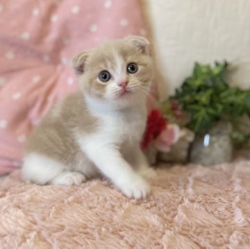 スコティッシュフォールド(折れ耳)【愛知県・男の子・2025年9月12日・クリーム&ホワイト（ショート）】の写真「お目目クリクリ可愛い男の子🍀」