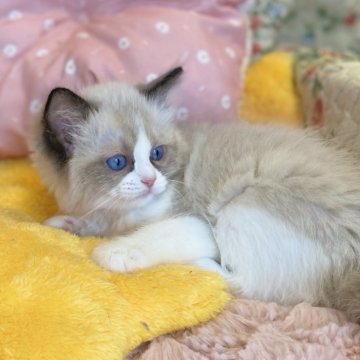 ラグドール【愛知県・男の子・2025年4月14日・シールポイントバイカラー（ロング）】の写真「とっても可愛い男の子🍀」
