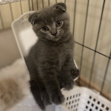 スコティッシュフォールド(折れ耳)【愛知県・男の子・2025年9月12日・ブルー（ショート）】の写真「運動神経抜群❗️活発な男の子🍀」