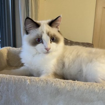 ラグドール【愛知県・女の子・2025年5月23日・シールポイントバイカラー（ロング）】の写真「とっても可愛い女の子❤️」