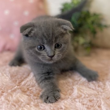 スコティッシュフォールド(折れ耳)【愛知県・男の子・2025年9月12日・ブルー（ショート）】の写真「運動神経抜群❗️活発な男の子🍀」