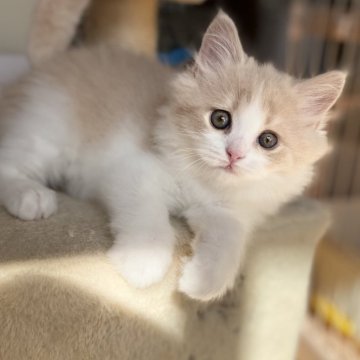 スコティッシュフォールド(立ち耳)【愛知県・男の子・2025年9月12日・クリーム&ホワイト（ロング）】の写真「とっても可愛い男の子🍀」