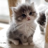 ミヌエット(長足)