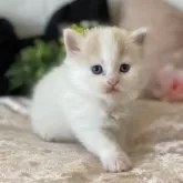 ブリティッシュロングヘア