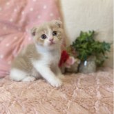 スコティッシュフォールド(折れ耳)