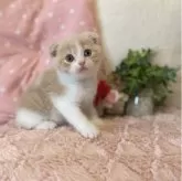 スコティッシュフォールド(折れ耳)