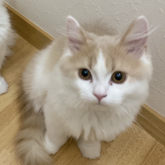 ブリティッシュロングヘア