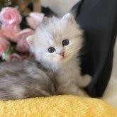 ミヌエット(長足)