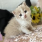 ブリティッシュロングヘア