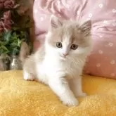 ブリティッシュロングヘア