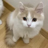 ブリティッシュロングヘア