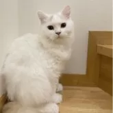 ブリティッシュロングヘア