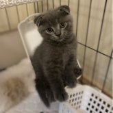 スコティッシュフォールド(折れ耳)