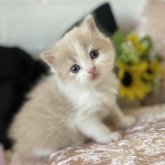 ブリティッシュロングヘア