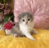 スコティッシュフォールド(折れ耳)