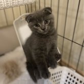 スコティッシュフォールド(折れ耳)