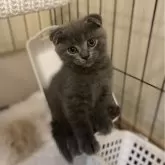 スコティッシュフォールド(折れ耳)