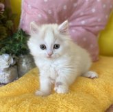 ブリティッシュロングヘア