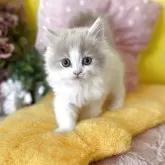 ブリティッシュロングヘア