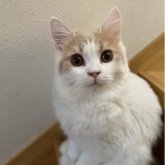 ブリティッシュロングヘア