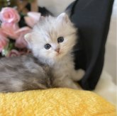 ミヌエット(長足)