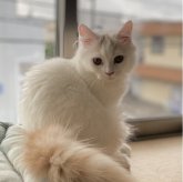 ブリティッシュロングヘア