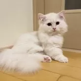 ミヌエット(短足)