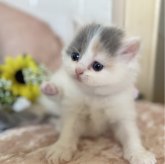 ブリティッシュロングヘア