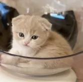 スコティッシュフォールド(折れ耳)