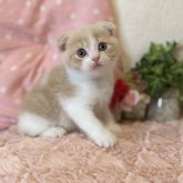 スコティッシュフォールド(折れ耳)