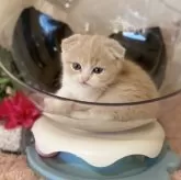 スコティッシュフォールド(折れ耳)