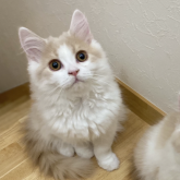 ブリティッシュロングヘア