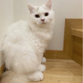 ブリティッシュロングヘア