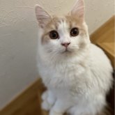 ブリティッシュロングヘア