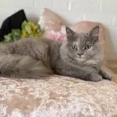 スコティッシュフォールド(立ち耳)