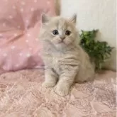 スコティッシュフォールド(立ち耳)